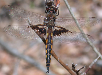Mantled Baskettail Mantled Baskettail